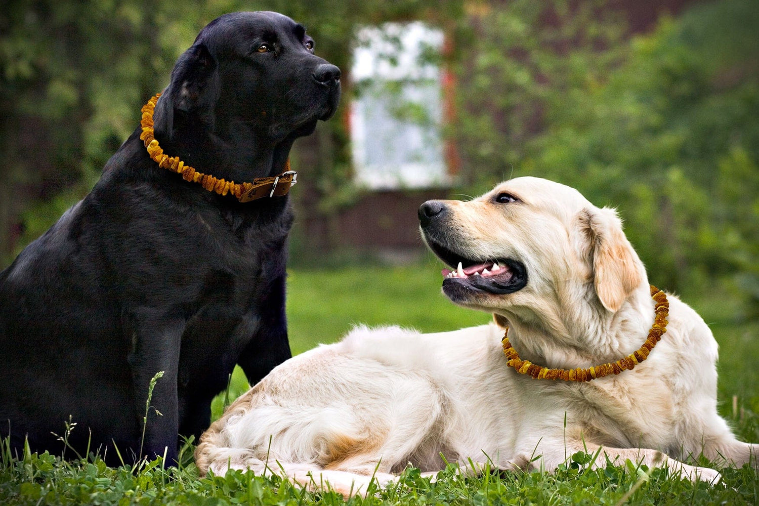 Amber Dog Collar