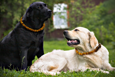 Amber Collar For Dogs